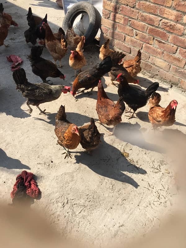 egg laying hens for sale 6