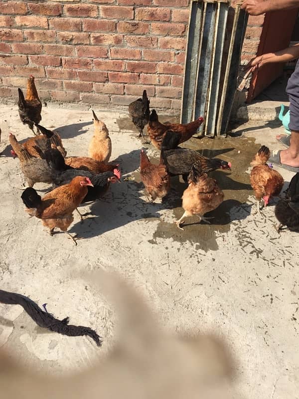 egg laying hens for sale 7