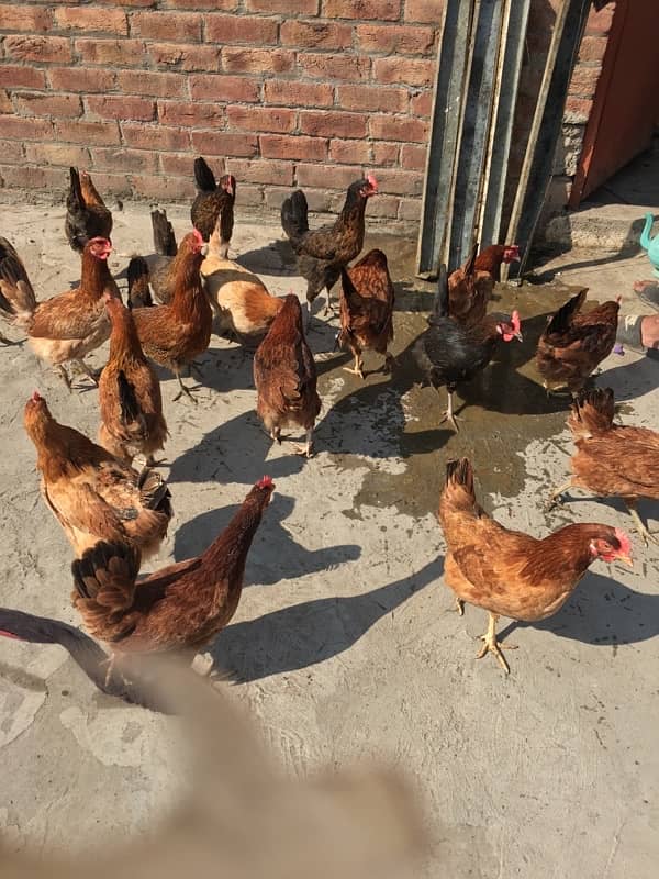 egg laying hens for sale 8