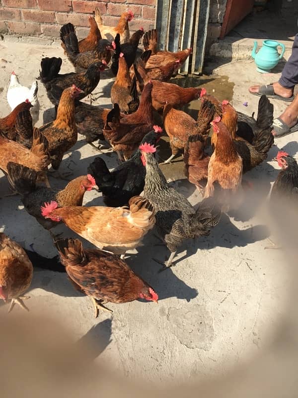 egg laying hens for sale 9