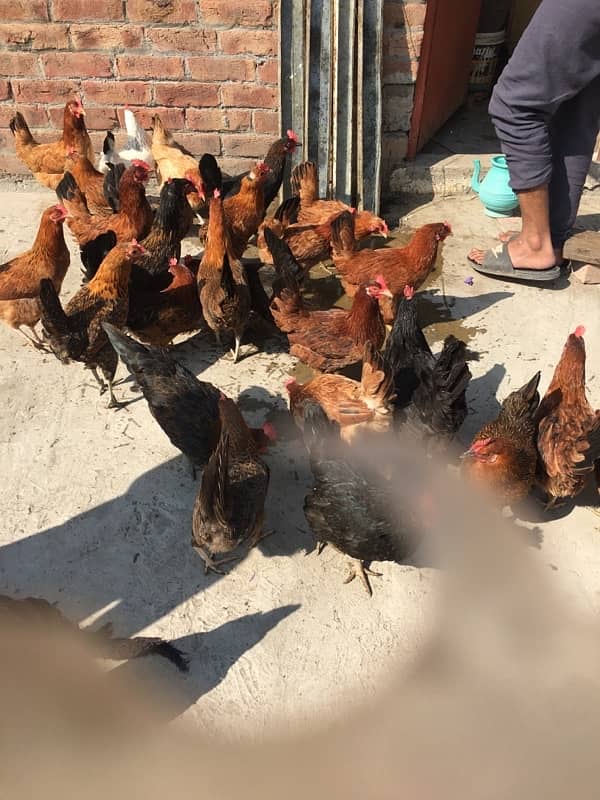 egg laying hens for sale 10