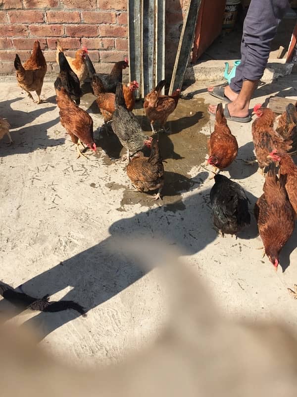 egg laying hens for sale 11