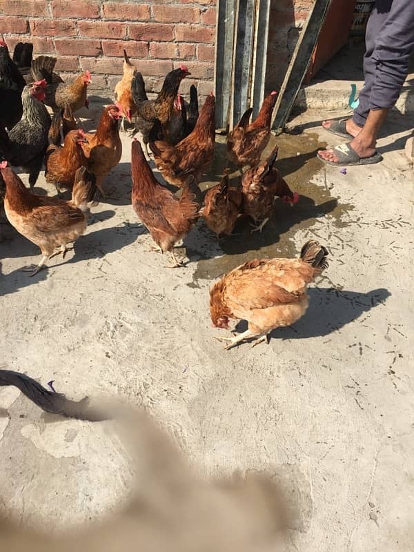 egg laying hens for sale 12