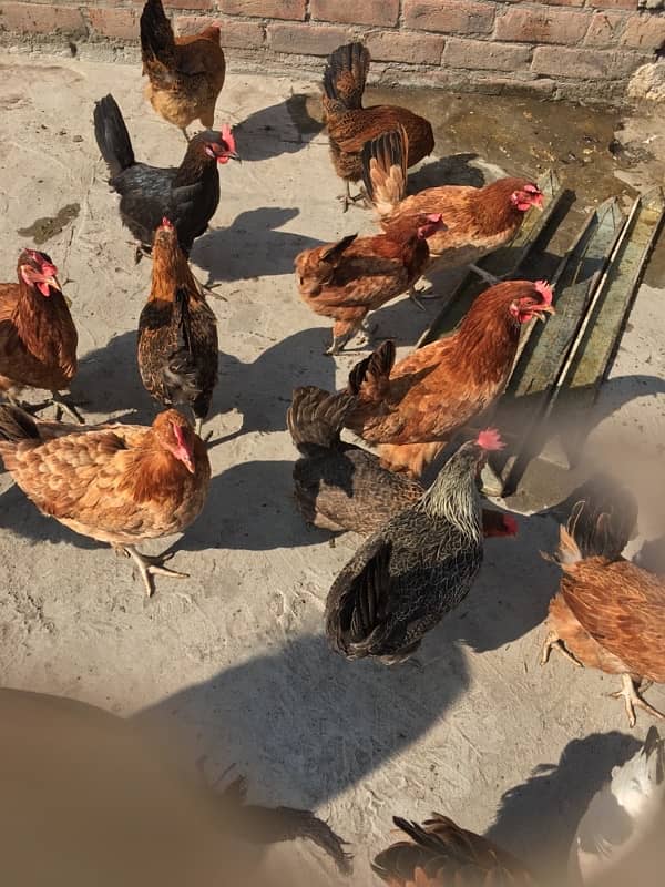 egg laying hens for sale 13