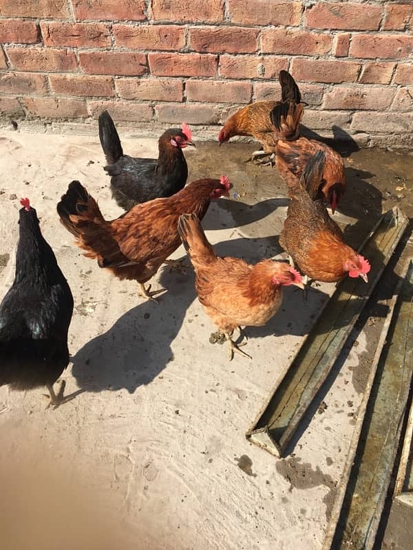 egg laying hens for sale 14