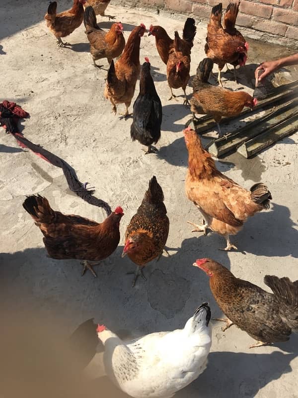 egg laying hens for sale 15