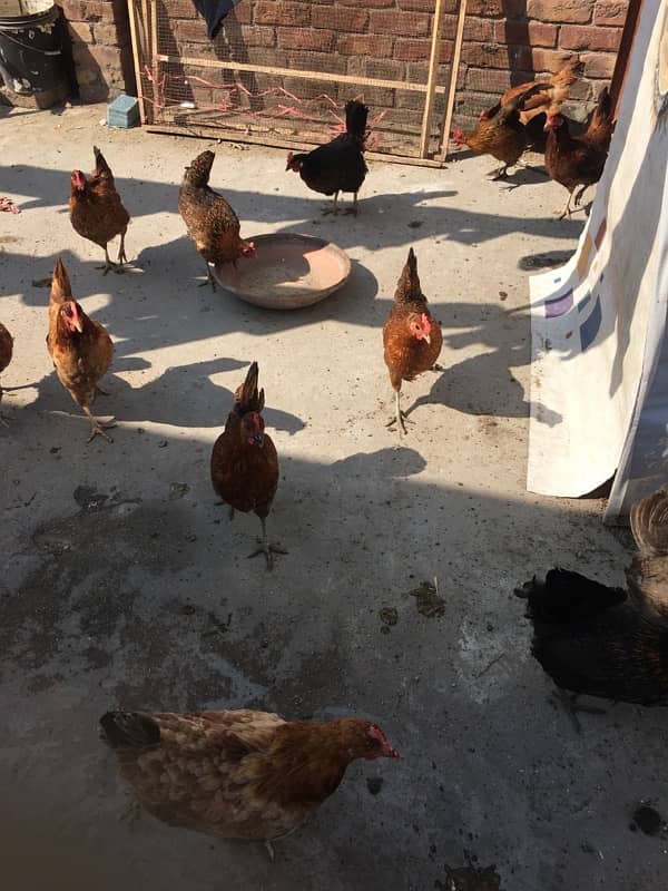 egg laying hens for sale 16