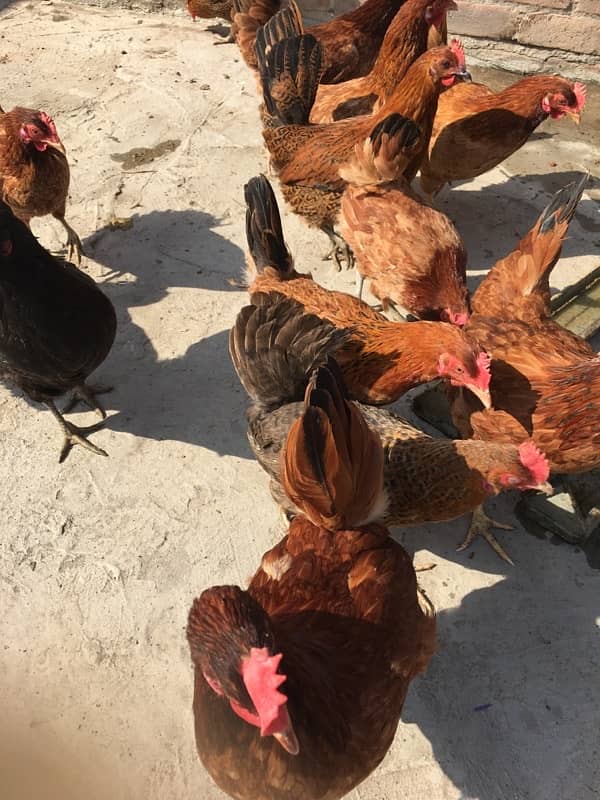 egg laying hens for sale 17