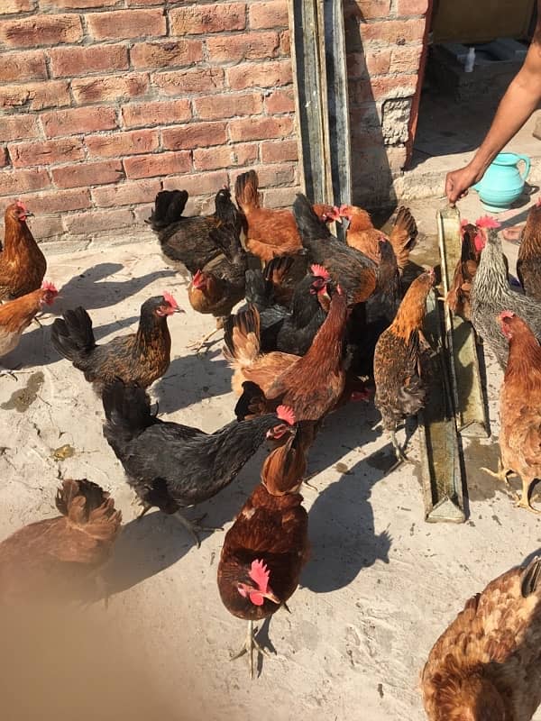 egg laying hens for sale 18