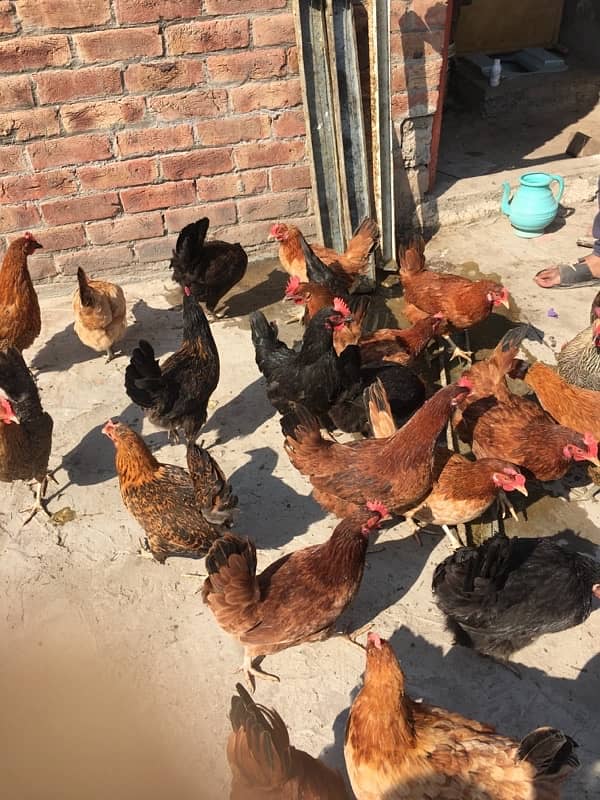 egg laying hens for sale 19