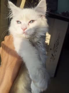 •Persian cat (blue eyes,triple coated)