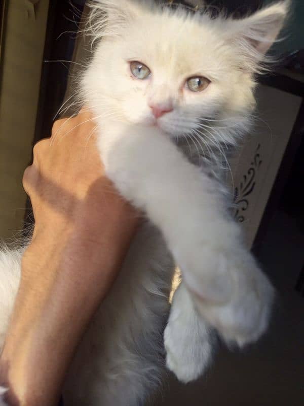 •Persian cat (blue eyes,triple coated) 2