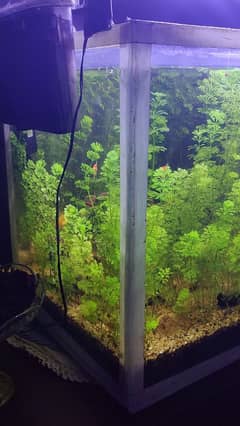 1.5x1.5x Planted Aquarium For Sale