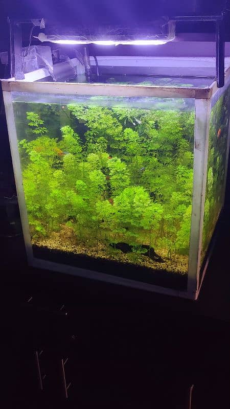 1.5x1.5x Planted Aquarium For Sale 1