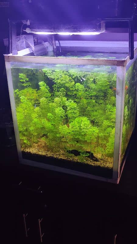 1.5x1.5x Planted Aquarium For Sale 2