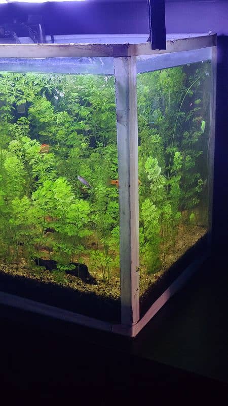 1.5x1.5x Planted Aquarium For Sale 3