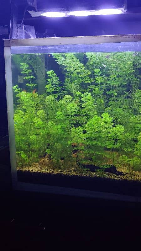 1.5x1.5x Planted Aquarium For Sale 4