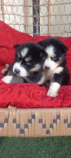 Blue eyed Siberian husky puppies