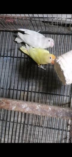 Lovebirds breeder pair