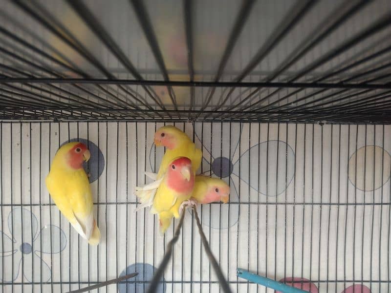 Watch, love bird lotino patthe 2 pairs 1600 0