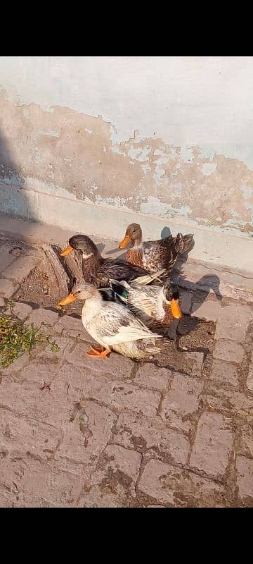 2 pairs of ducks ready for first time breed age 5 months 0