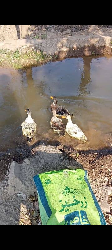 2 pairs of ducks ready for first time breed age 5 months 1