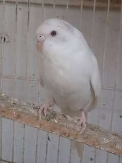 albino , lotino, budgies