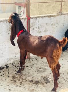 MASHALLAH KAMORI MALE FOR SALE BIG EAR LENGTH GHAR KA PALAWA HEA