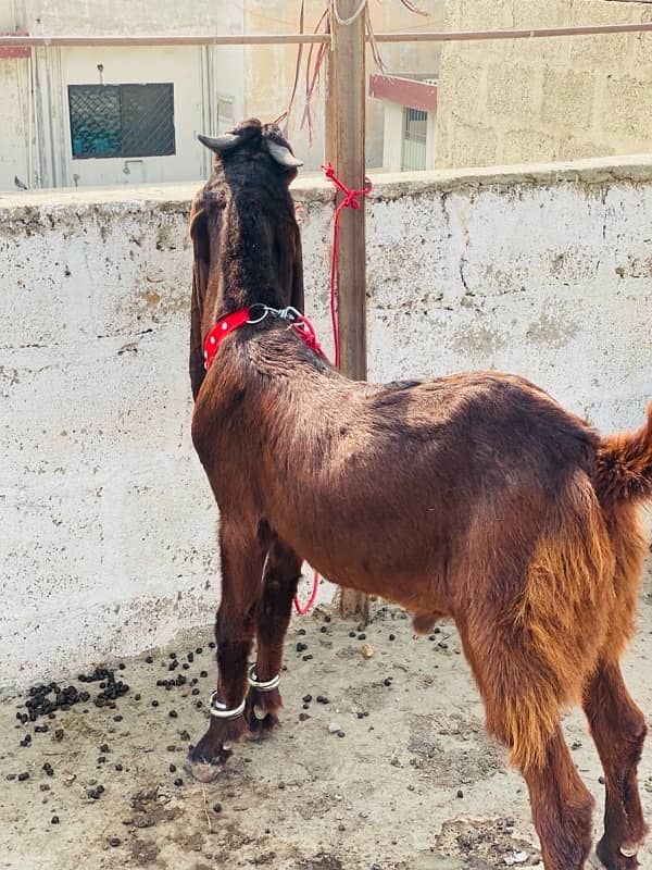 MASHALLAH KAMORI MALE FOR SALE BIG EAR LENGTH GHAR KA PALAWA HEA 1