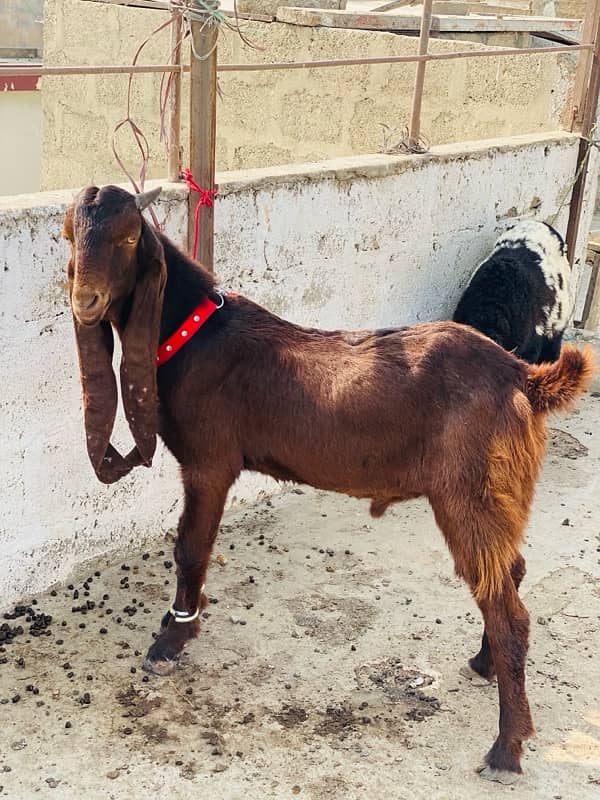 MASHALLAH KAMORI MALE FOR SALE BIG EAR LENGTH GHAR KA PALAWA HEA 2