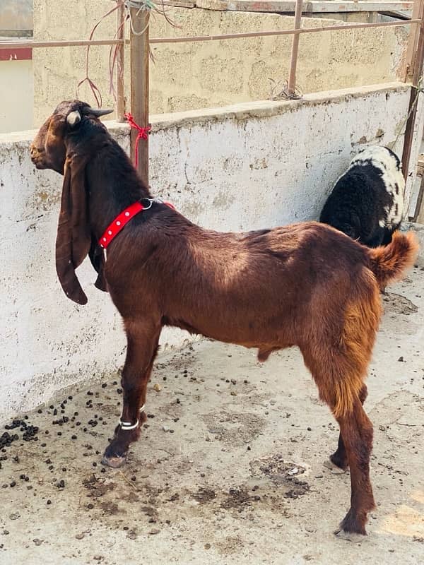 MASHALLAH KAMORI MALE FOR SALE BIG EAR LENGTH GHAR KA PALAWA HEA 3