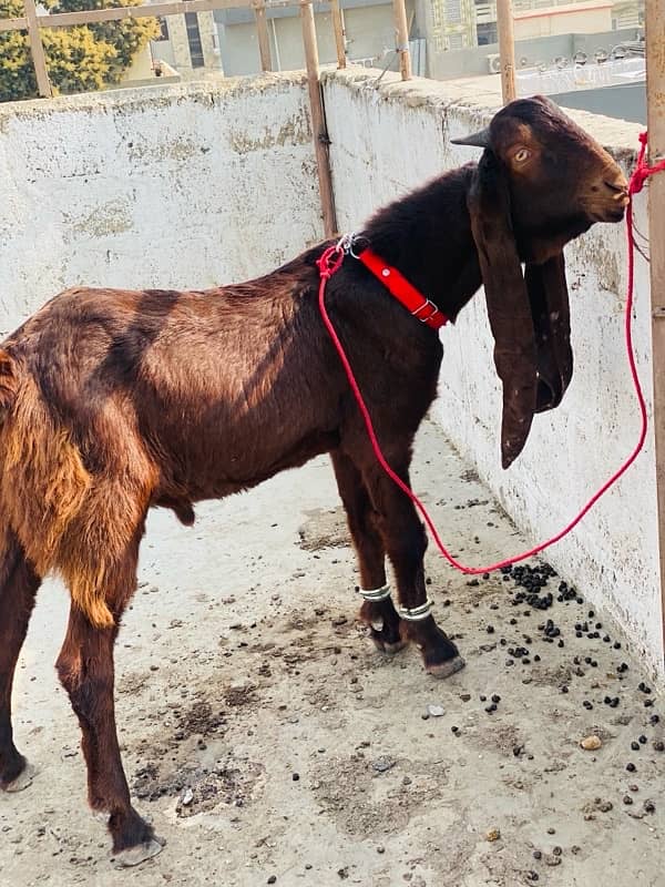 MASHALLAH KAMORI MALE FOR SALE BIG EAR LENGTH GHAR KA PALAWA HEA 4