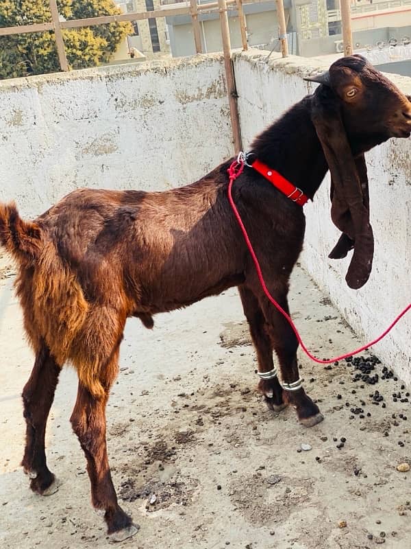 MASHALLAH KAMORI MALE FOR SALE BIG EAR LENGTH GHAR KA PALAWA HEA 5