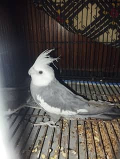 hand tame white faced cocktail