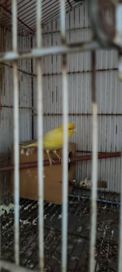 Canary