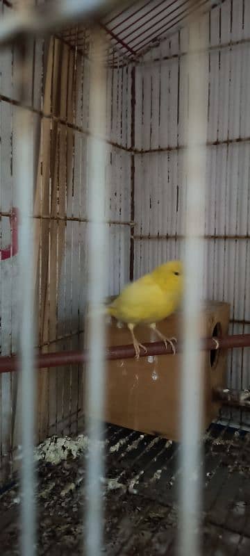 Canary Singing 1