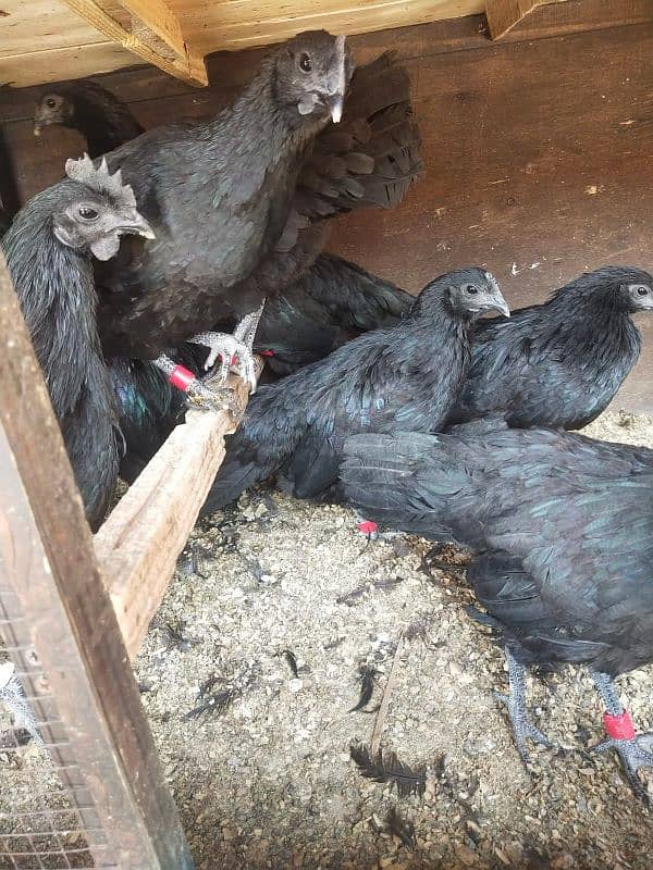 Ayam Cemani Gray Tongue 1