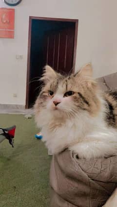 Persian Male Cat - Adult Cat - Persian Cat