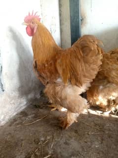 Golden Heavy Buff  Cochin  King Size Male