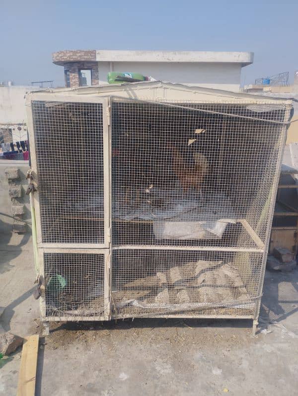 aseel hens pair and cage for sale 1