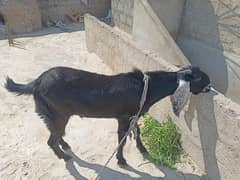 bakra Andu