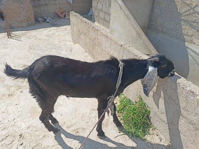 bakra Andu 0