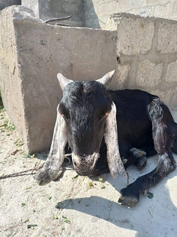 bakra Andu 1