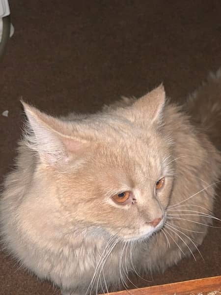 Persian Cat Male 3