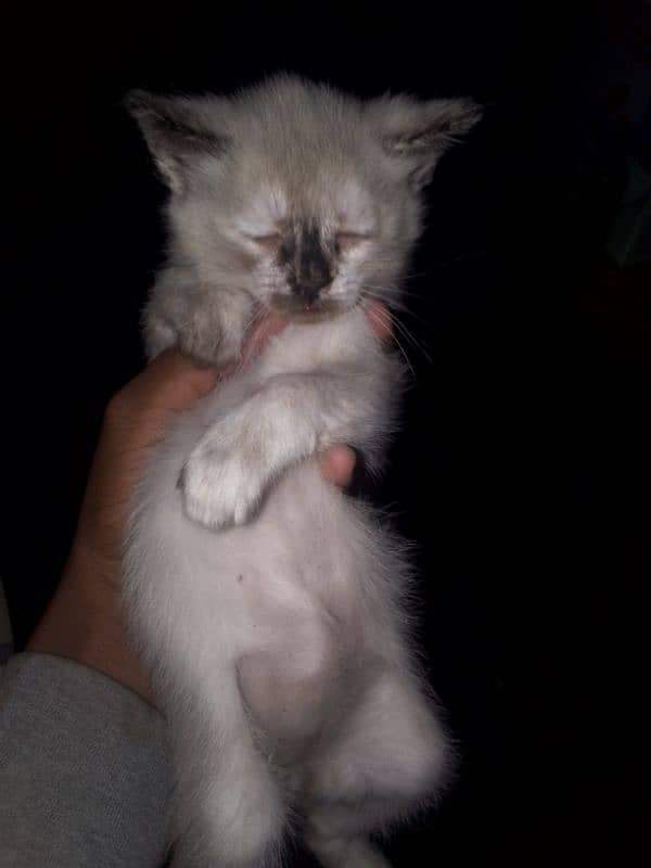 Persian cat for sale 1