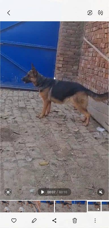 pregnant German shepherd female for sale 98000 0