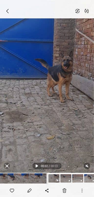 pregnant German shepherd female for sale 98000 1