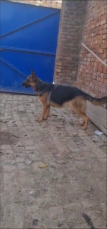 pregnant German shepherd female for sale 98000 2