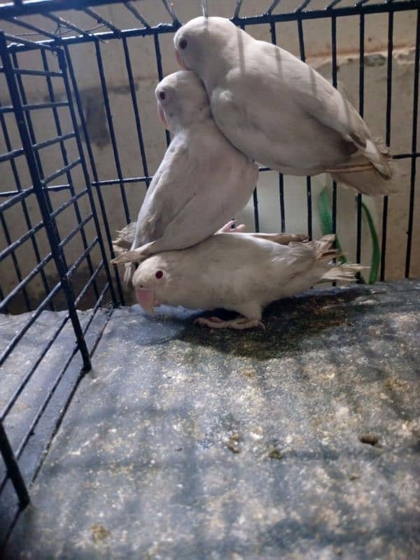 3 Albino Red eye pees for sale ha fee pees 2000 1