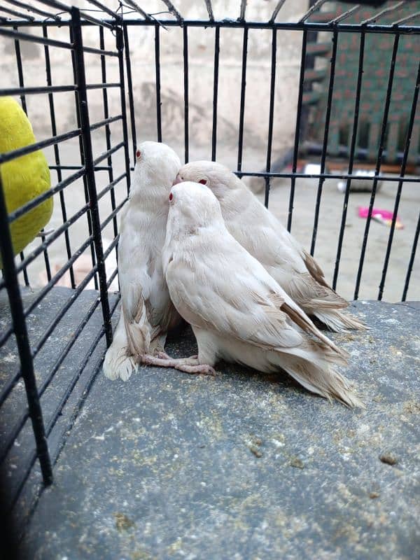 3 Albino Red eye pees for sale ha fee pees 2000 2